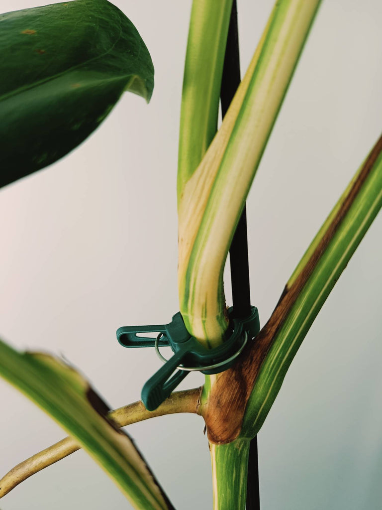 Monstera variegata albo