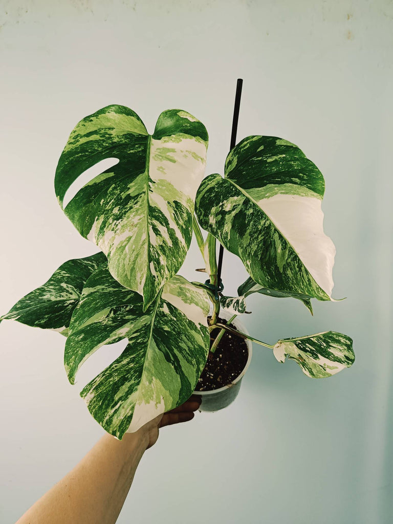 Monstera variegata albo