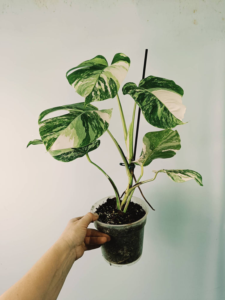 Monstera variegata albo