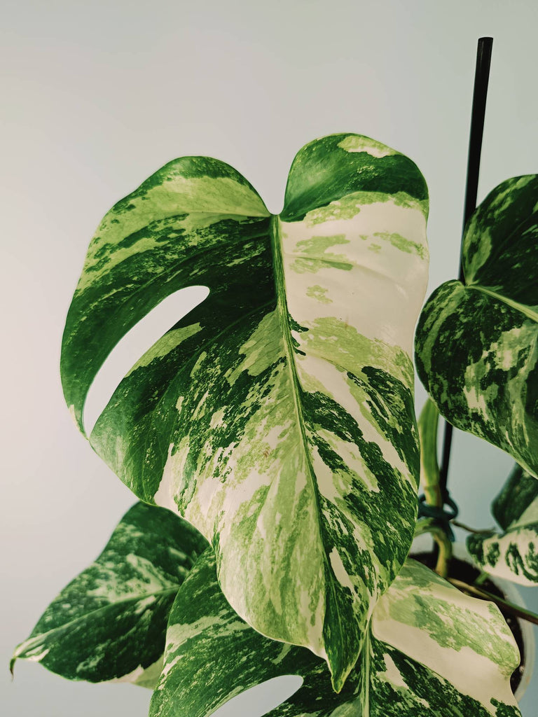 Monstera variegata albo