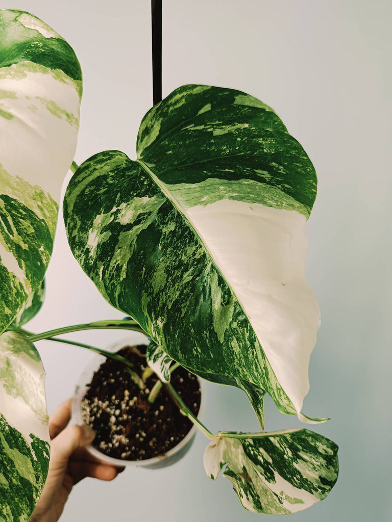 Monstera variegata albo