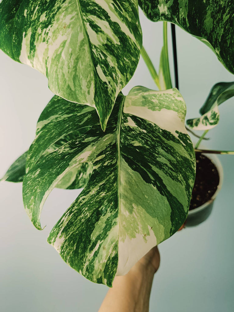 Monstera variegata albo