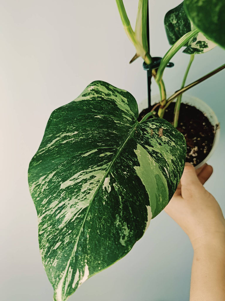 Monstera variegata albo