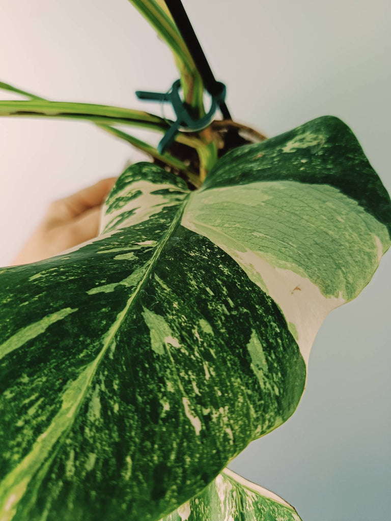 Monstera variegata albo