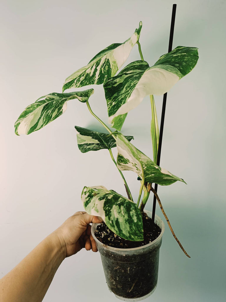 Monstera variegata albo