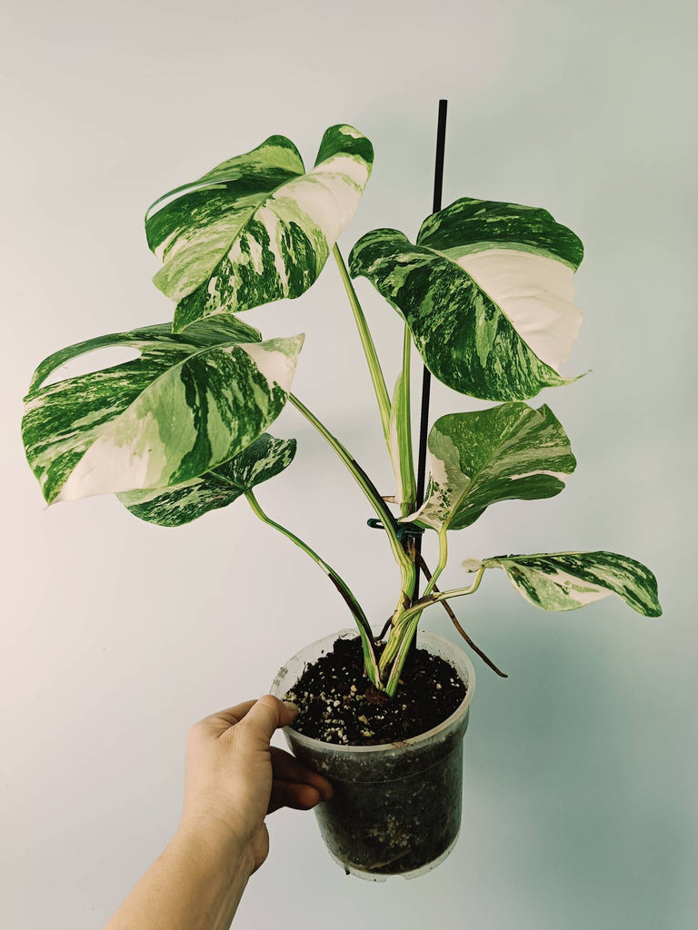 Monstera variegata albo