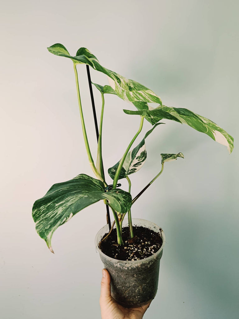 Monstera variegata albo