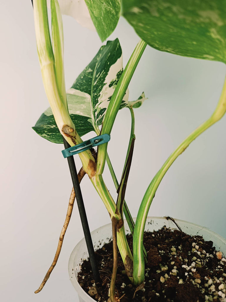 Monstera variegata albo