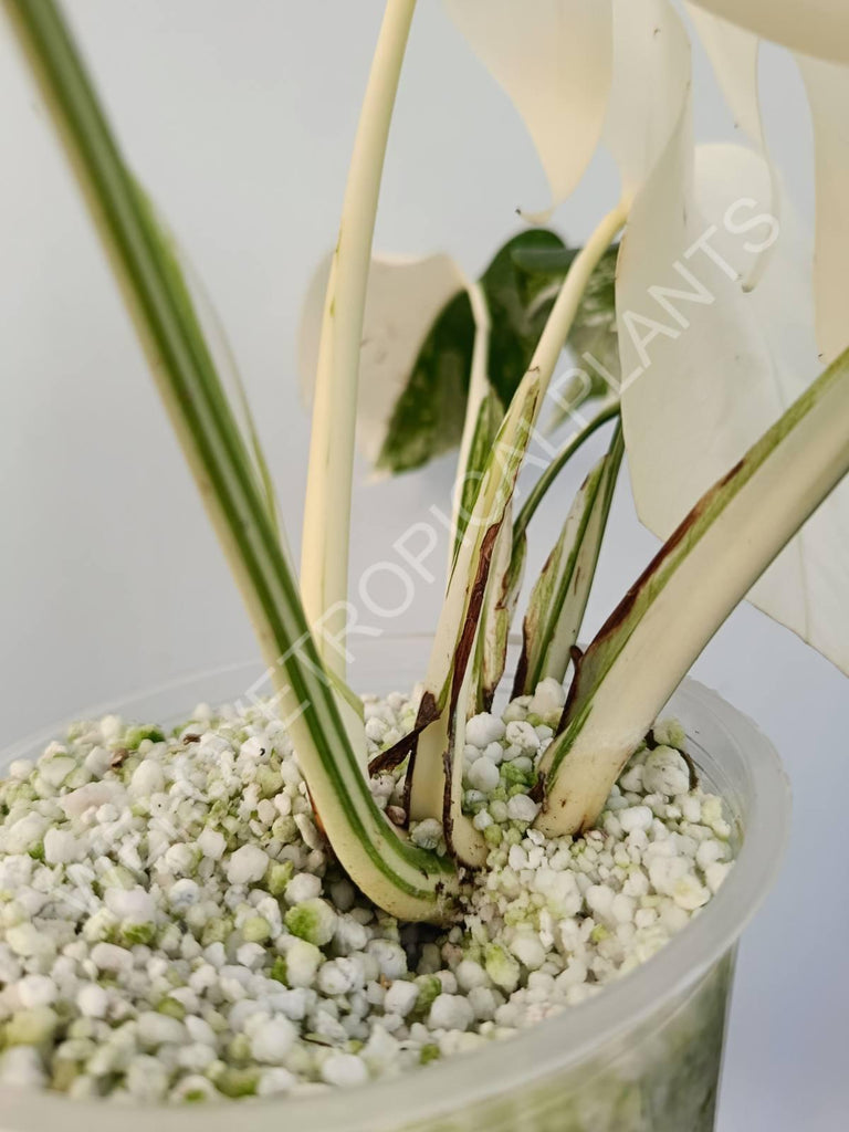 Monstera variegata albo extra white fullmoon