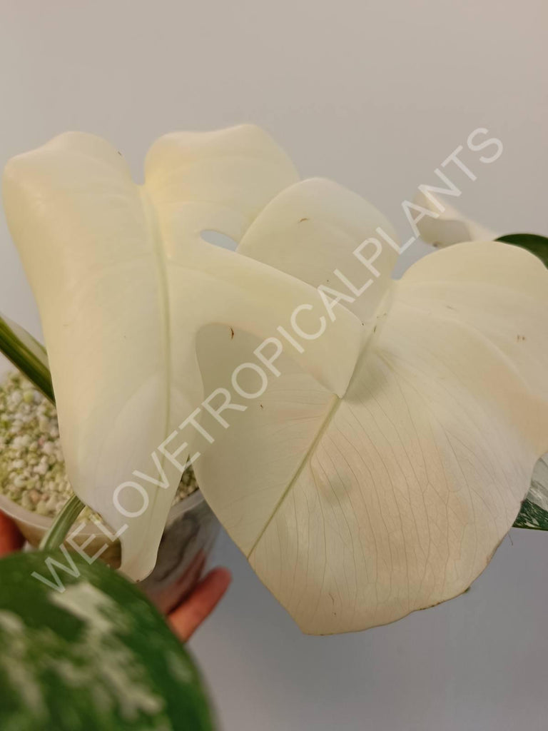 Monstera variegata albo extra white fullmoon