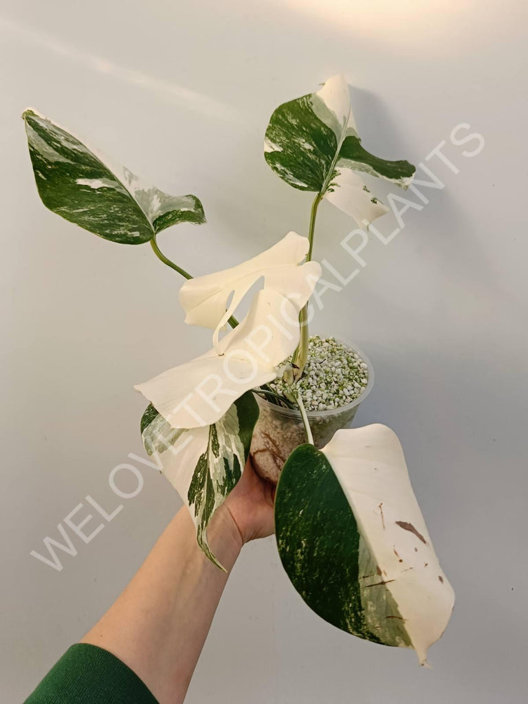 Monstera variegata albo extra white fullmoon