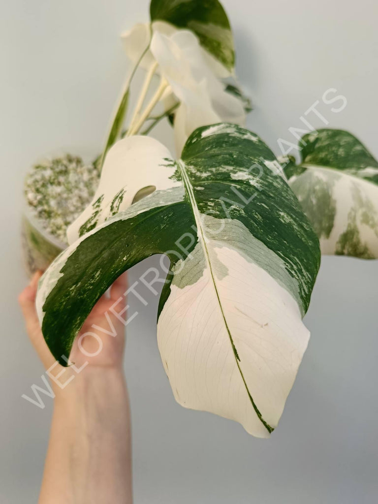 Monstera variegata albo extra white fullmoon