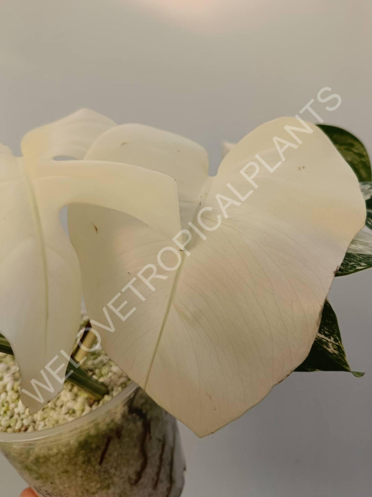 Monstera variegata albo extra white fullmoon