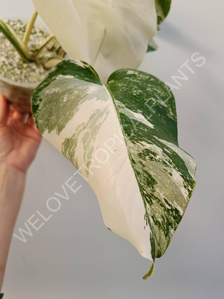 Monstera variegata albo extra white fullmoon