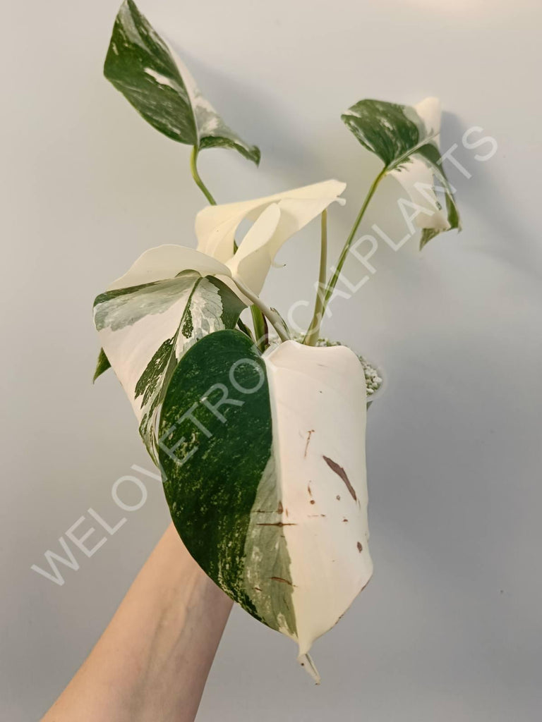 Monstera variegata albo extra white fullmoon