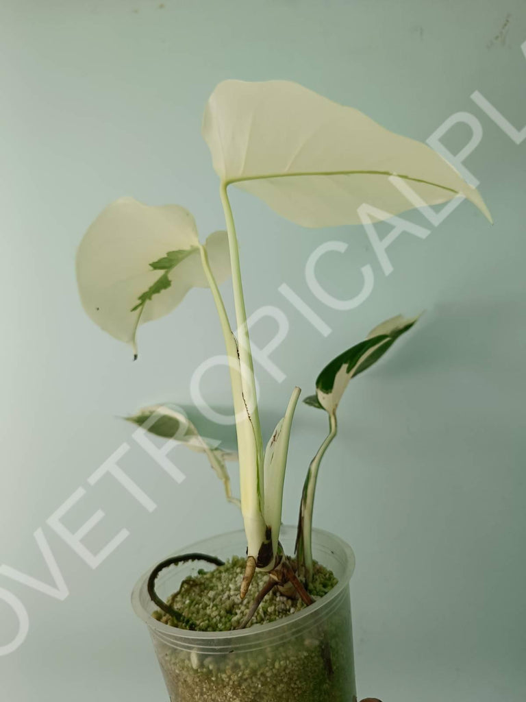 Monstera deliciosa variegata albo extra white