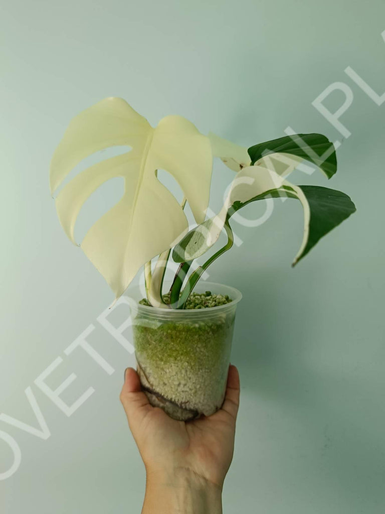 Monstera deliciosa variegata albo extra white