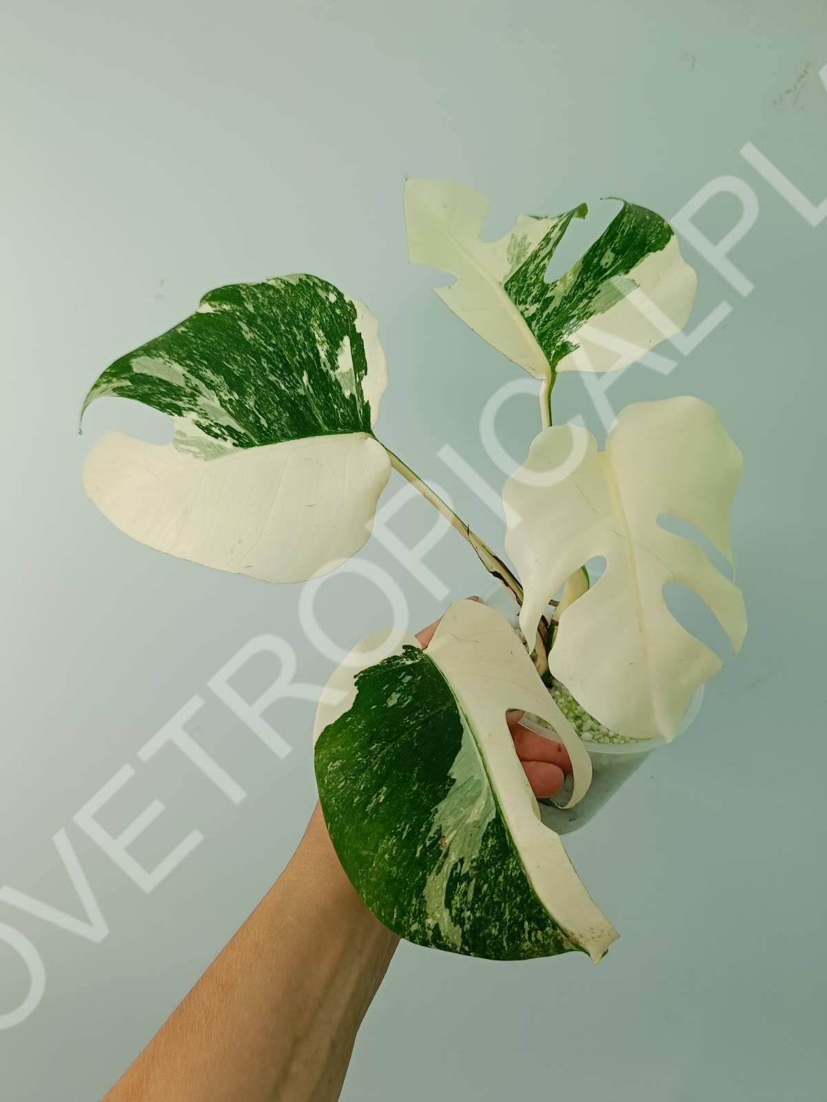 Monstera deliciosa variegata albo extra white