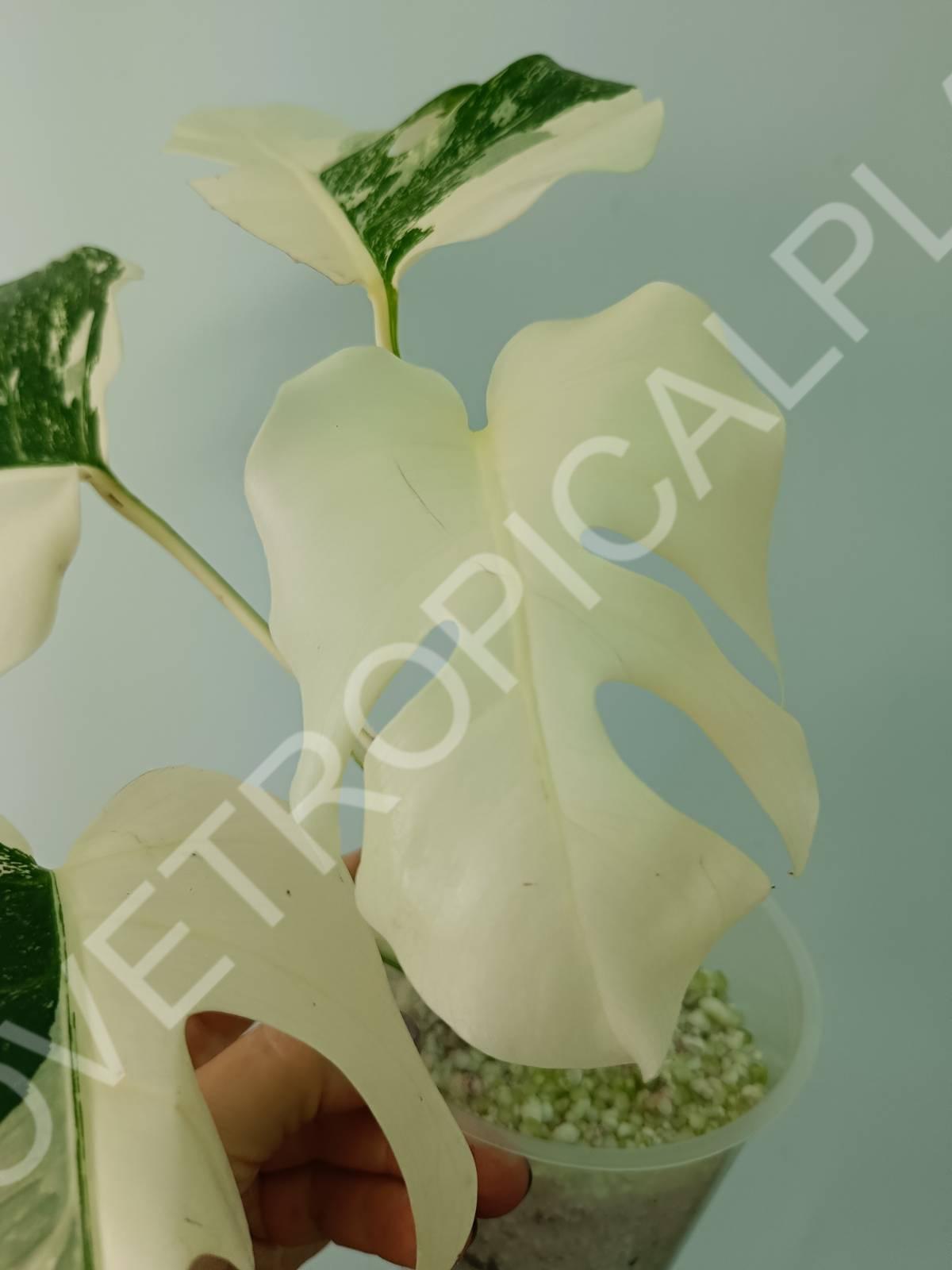 Monstera deliciosa variegata albo extra white