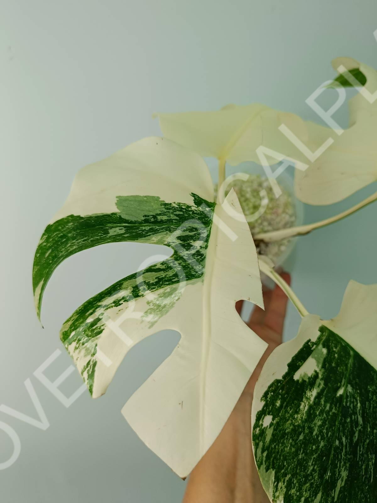 Monstera deliciosa variegata albo extra white