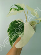 Monstera deliciosa variegata albo extra white