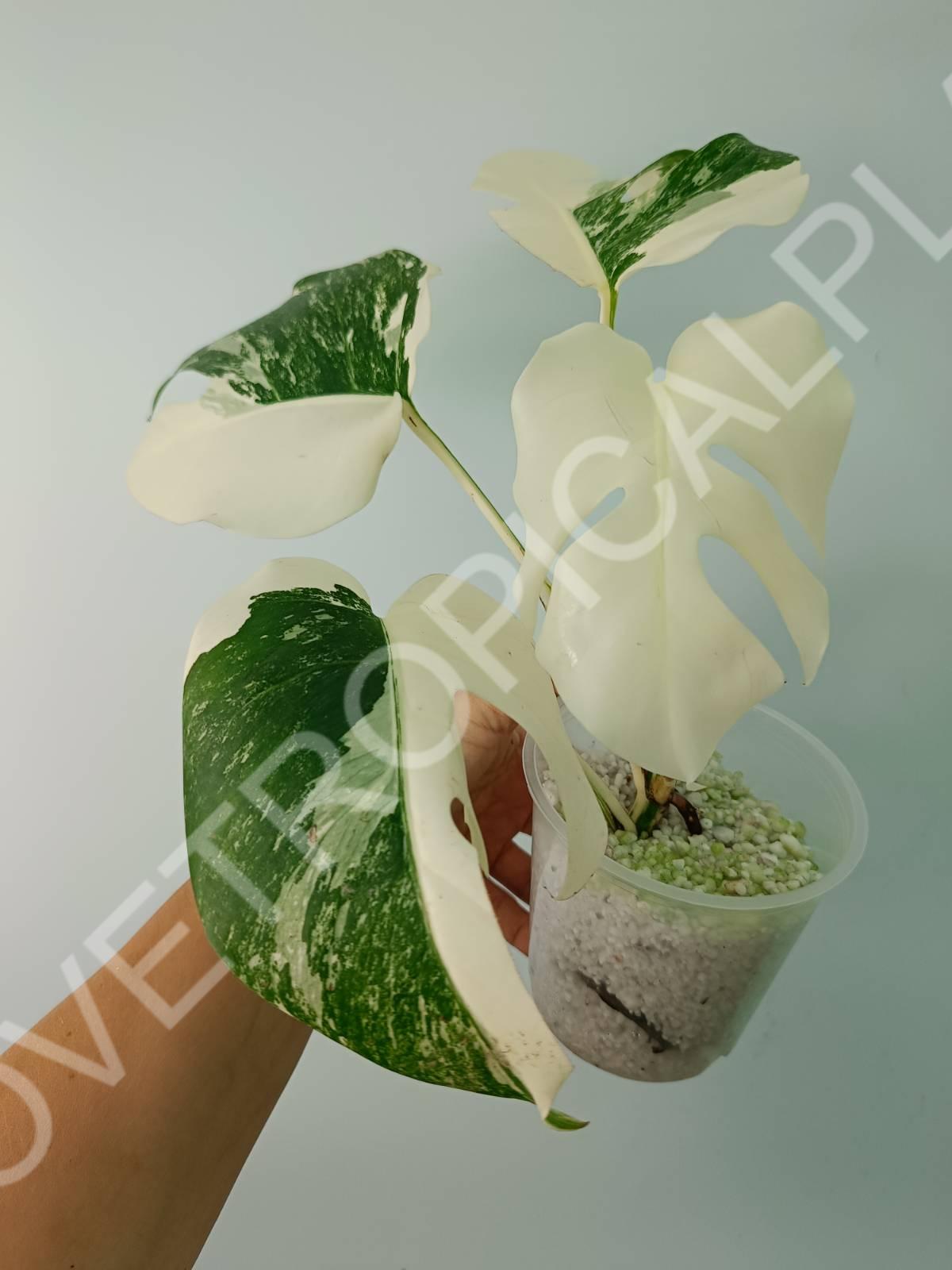 Monstera deliciosa variegata albo extra white