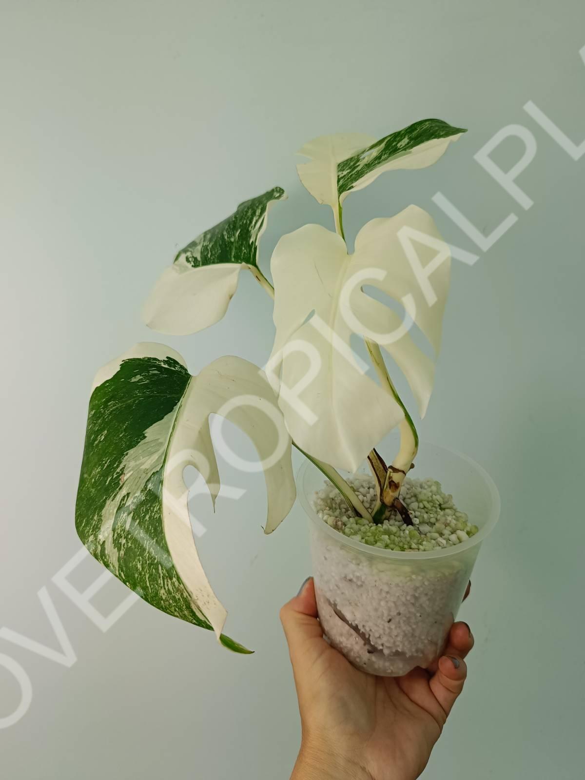 Monstera deliciosa variegata albo extra white