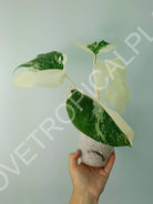 Monstera deliciosa variegata albo extra white