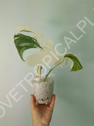 Monstera deliciosa variegata albo extra white