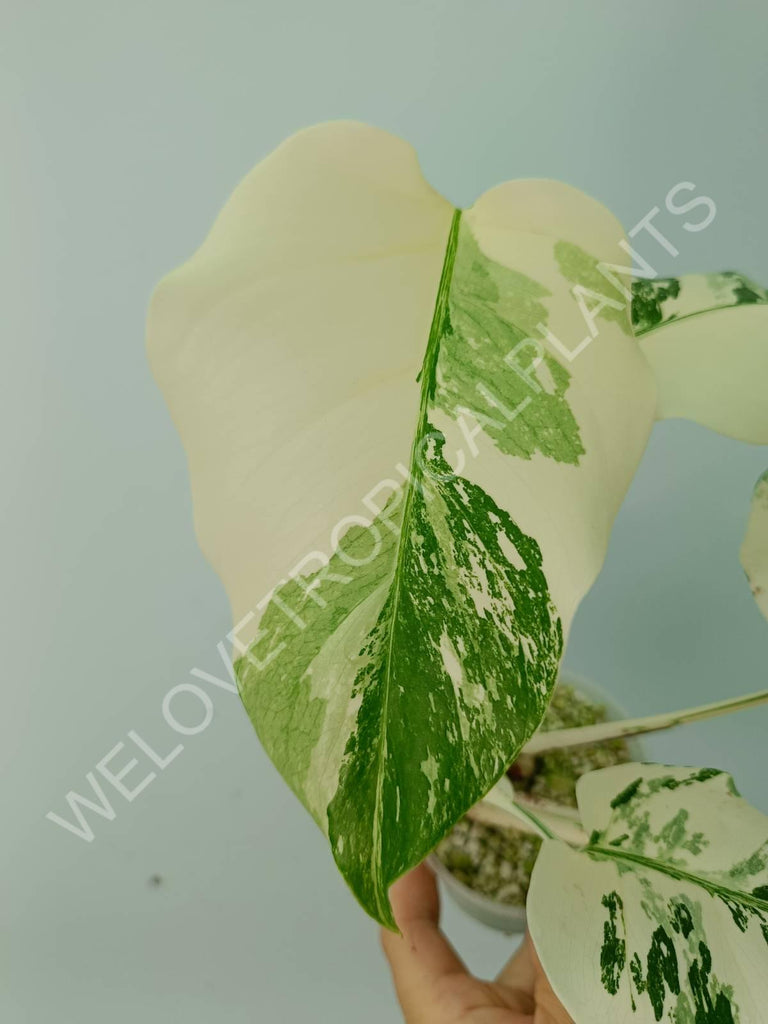 Monstera deliciosa variegata albo extra white