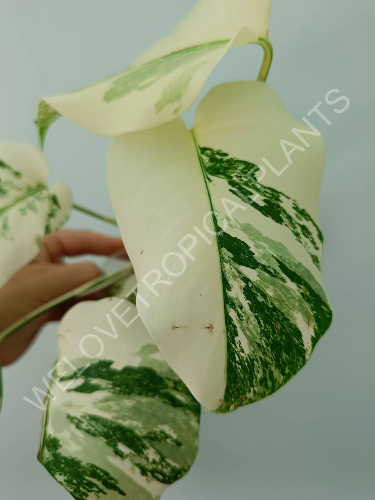 Monstera deliciosa variegata albo extra white