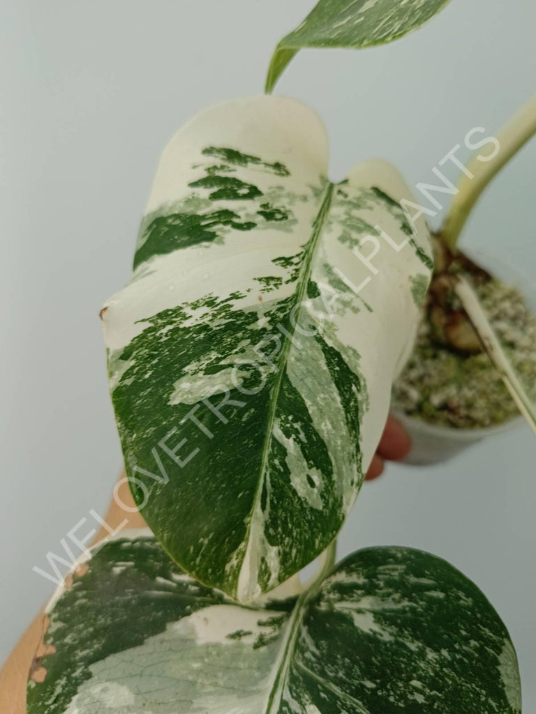 Monstera deliciosa variegata albo extra white