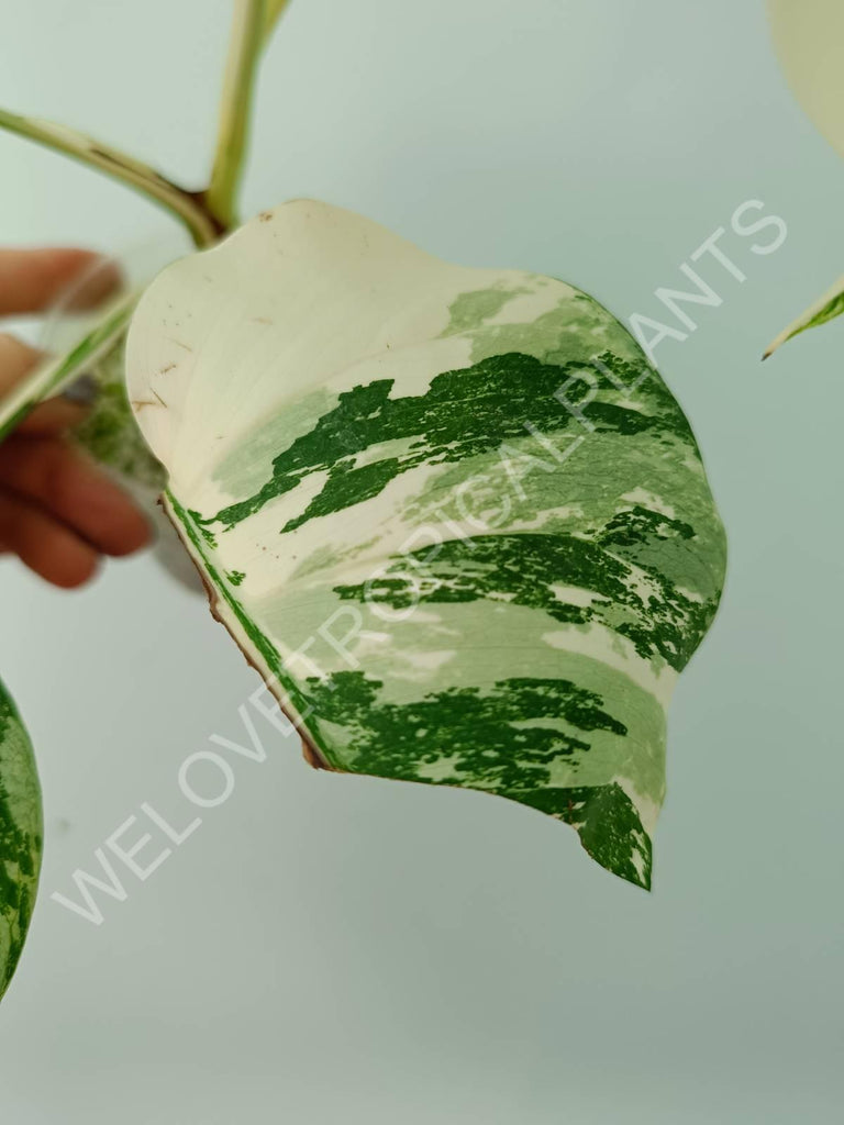 Monstera deliciosa variegata albo extra white