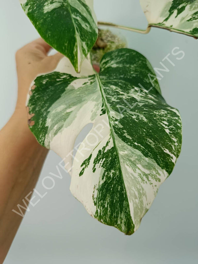 Monstera deliciosa variegata albo extra white