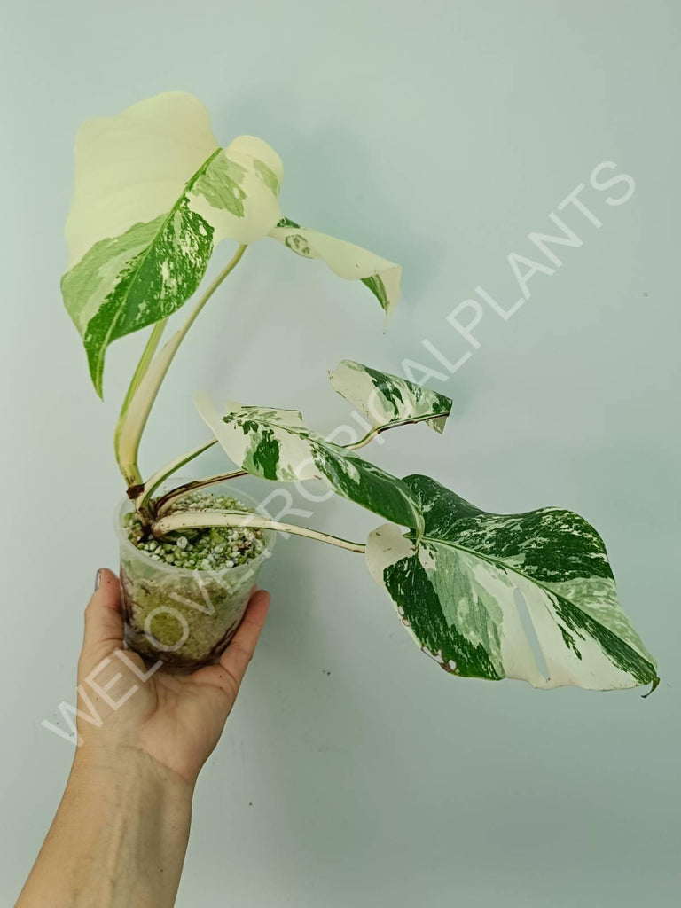 Monstera deliciosa variegata albo extra white