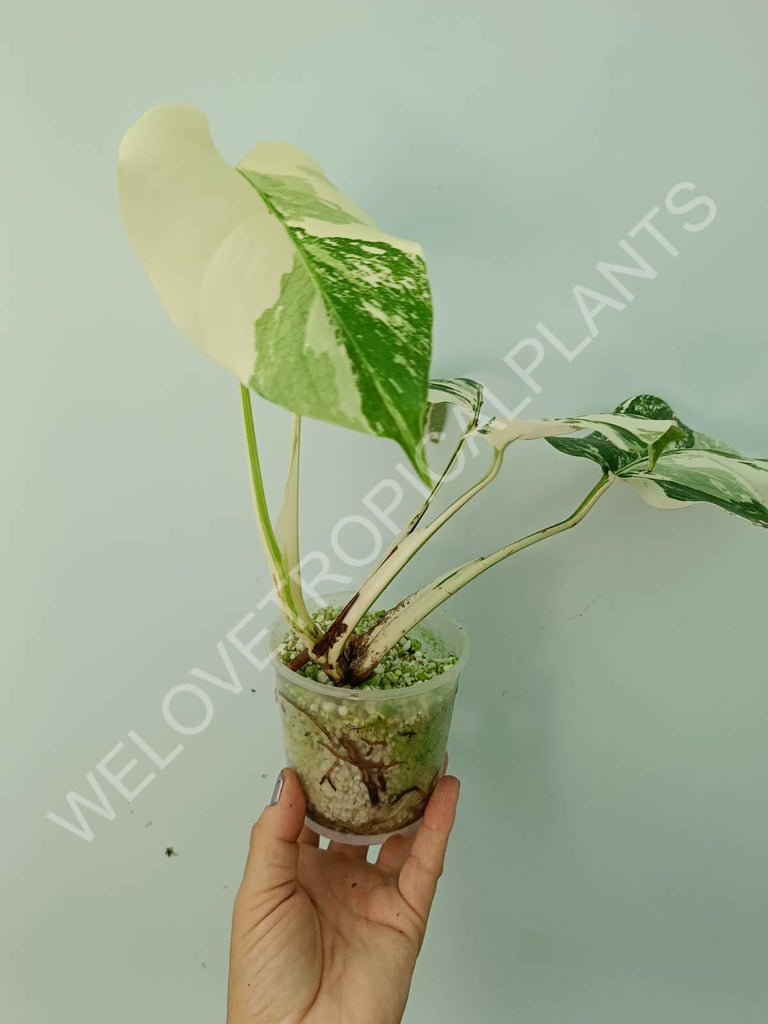 Monstera deliciosa variegata albo extra white