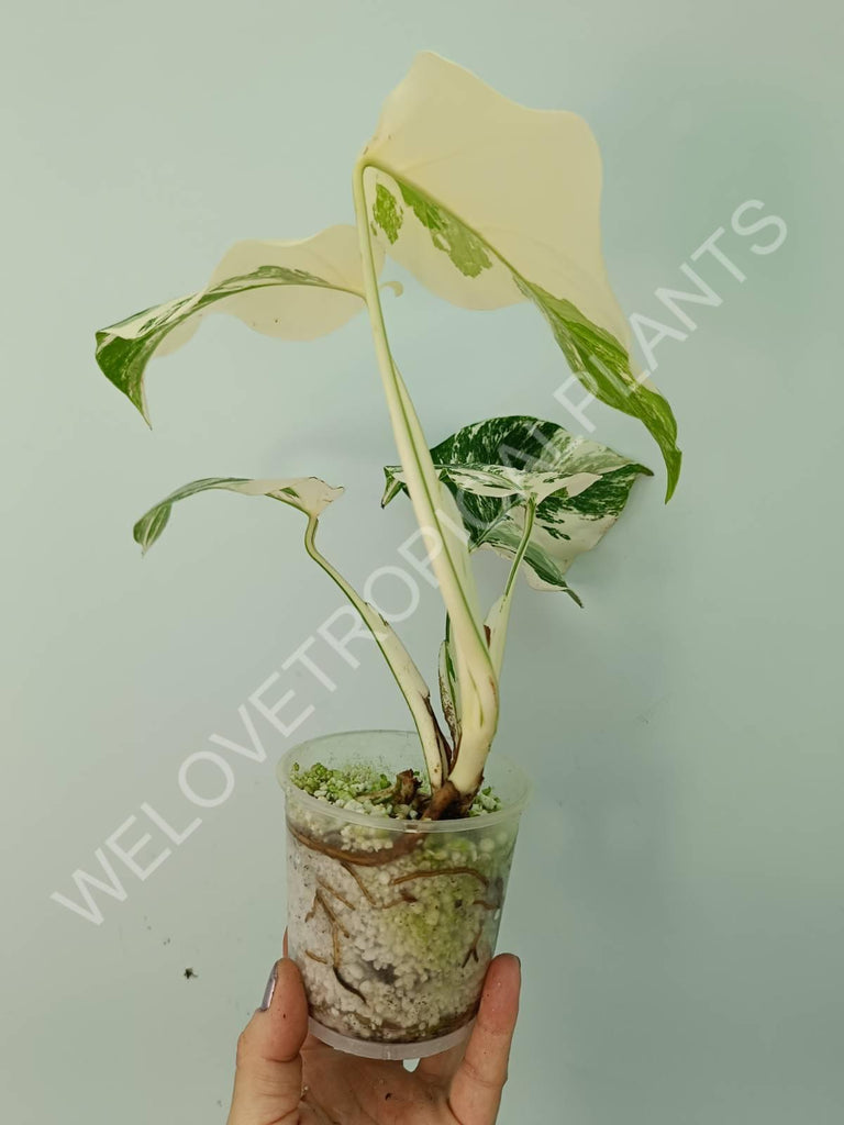 Monstera deliciosa variegata albo extra white