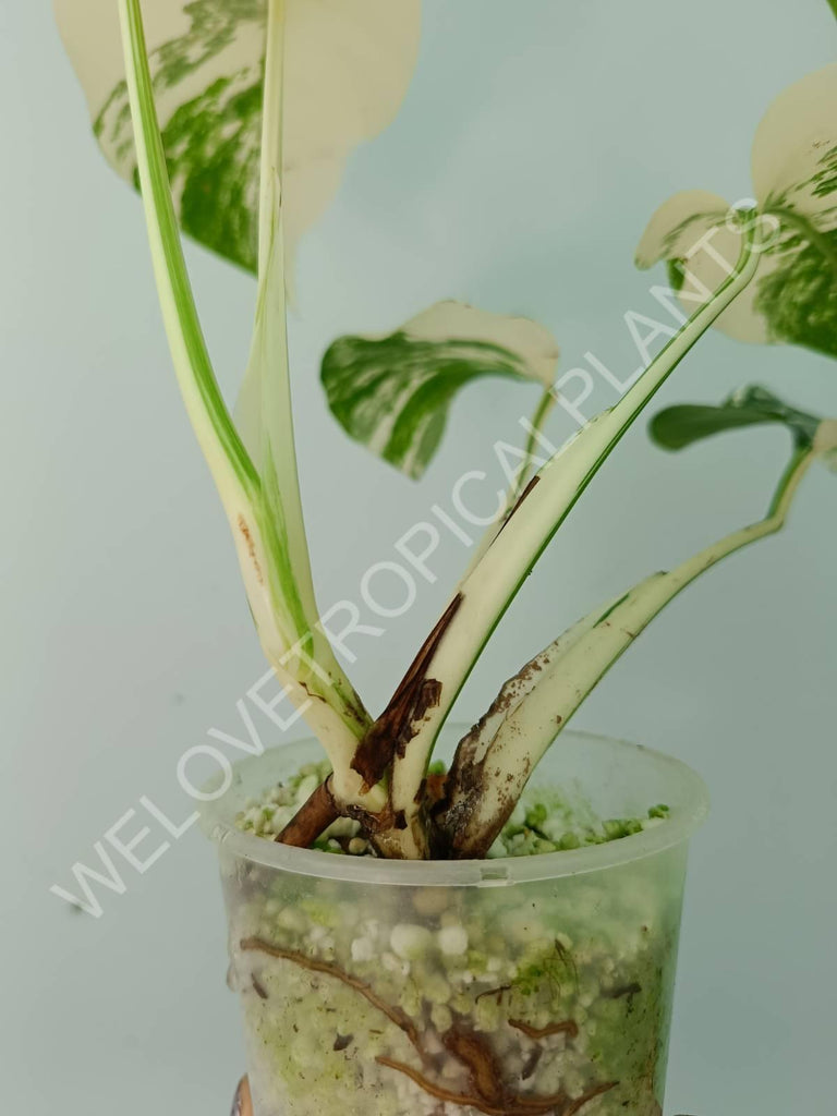 Monstera deliciosa variegata albo extra white