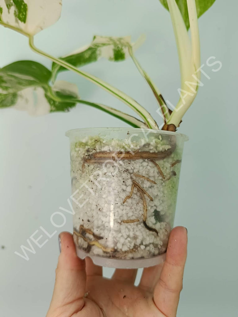 Monstera deliciosa variegata albo extra white