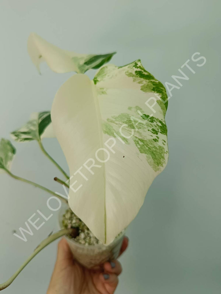 Monstera deliciosa variegata albo extra white