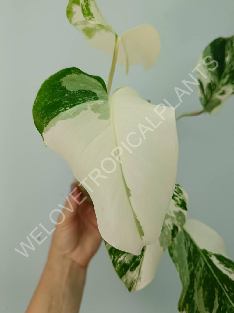 Monstera deliciosa variegata albo extra white