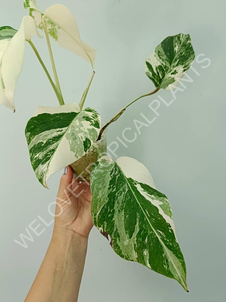 Monstera deliciosa variegata albo extra white