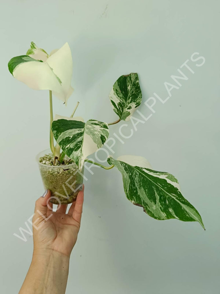 Monstera deliciosa variegata albo extra white