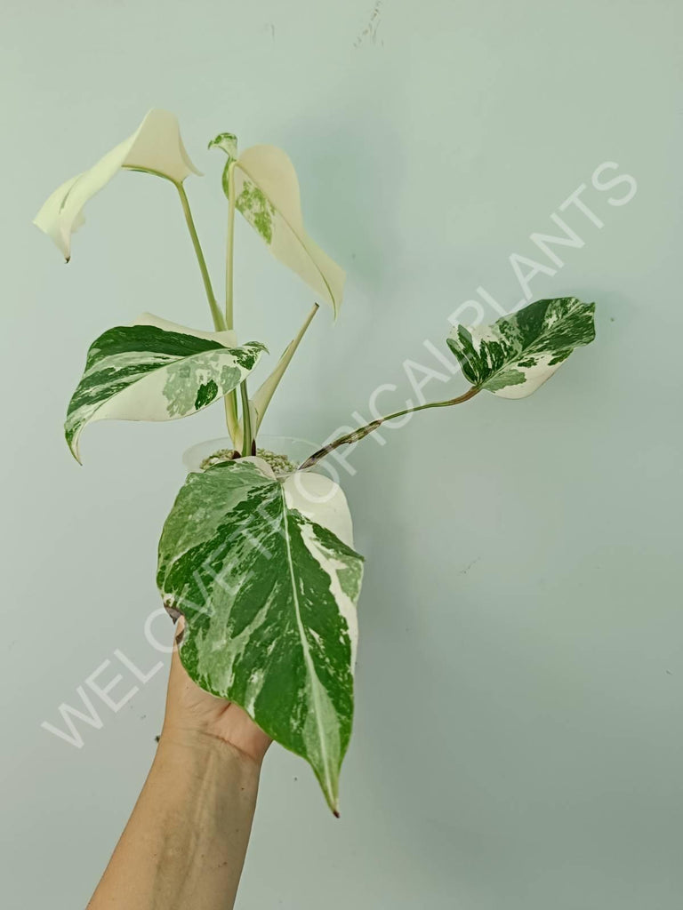 Monstera deliciosa variegata albo extra white