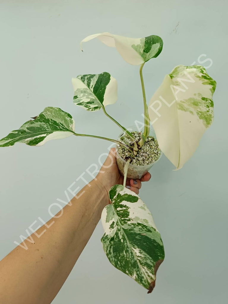 Monstera deliciosa variegata albo extra white