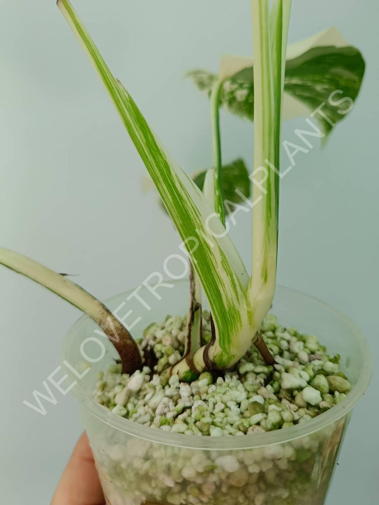 Monstera deliciosa variegata albo extra white