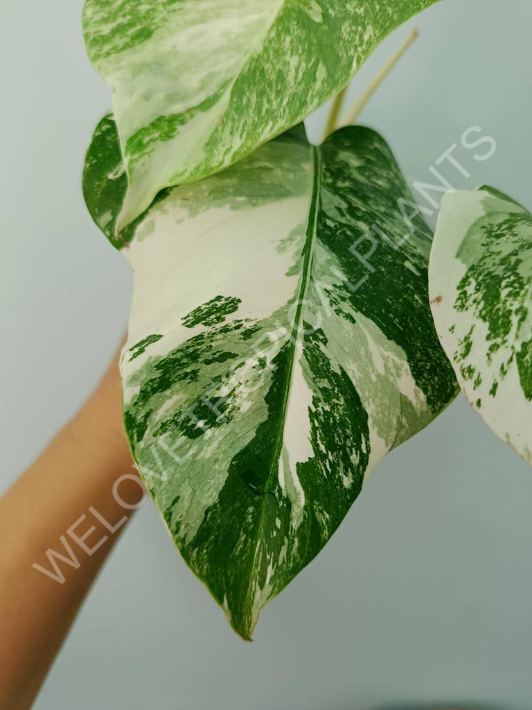 Monstera deliciosa variegata albo extra white