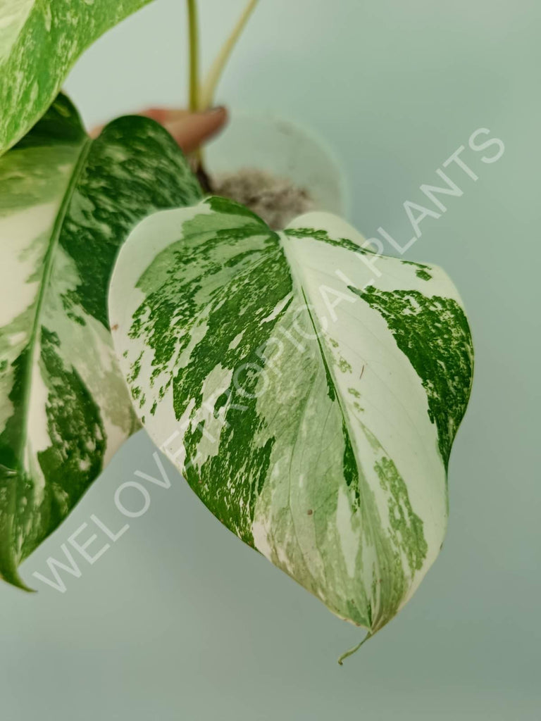 Monstera deliciosa variegata albo extra white