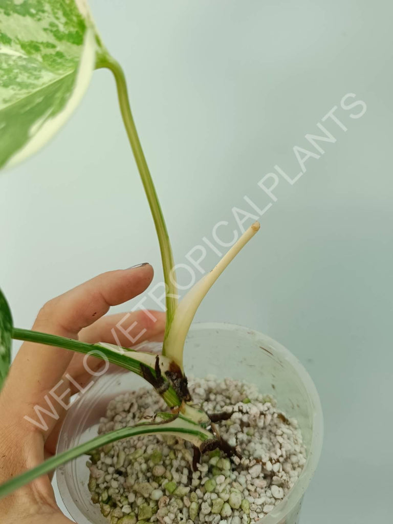 Monstera deliciosa variegata albo extra white