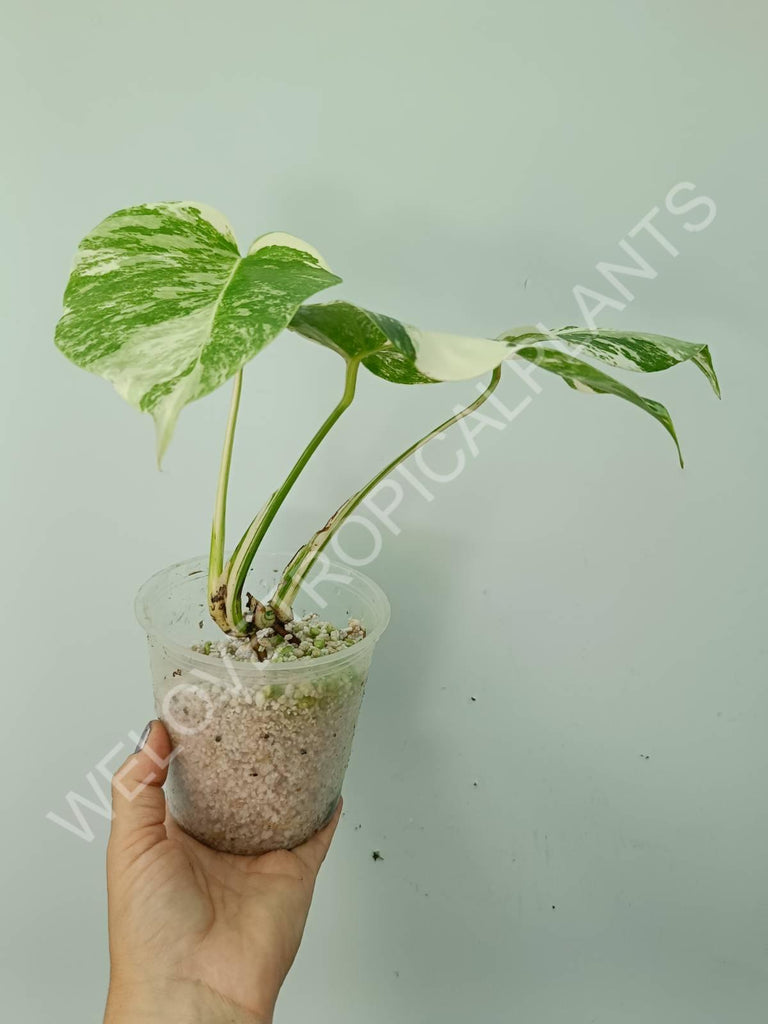 Monstera deliciosa variegata albo extra white